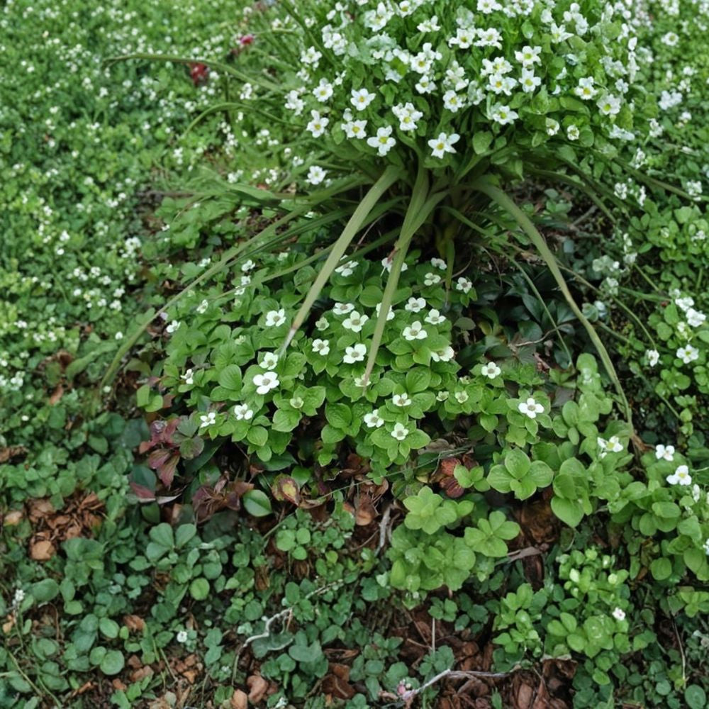 Creeping Dogwood (Bunchberry) – Cornus canadensis Seeds | 120 Seeds | Hardy Native Shade Ground Cover | Woodland Bulk Pack
