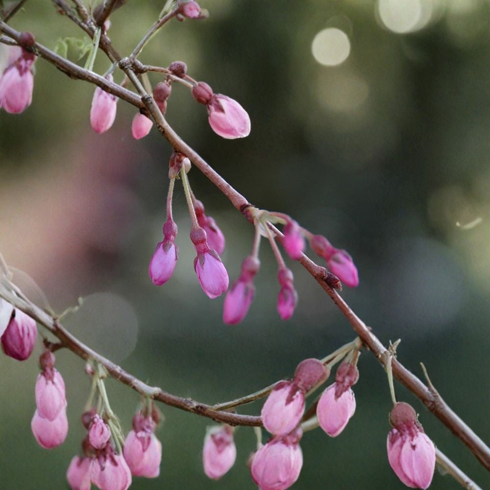 Weeping Higan Cherry – Prunus subhirtella pendula Tree Seeds | 30 Seeds | Fast Growing Pink Flowering Tree | Ornamental Weeping Cherry | Bonsai Friendly | Cold Hardy Zone 5–8