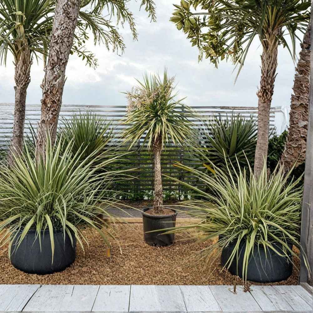 Blue Dracaena – Cordyline indivisa Seeds | 600 Seeds | Rare New Zealand Evergreen | Dramatic Blue Foliage Landscape Plant