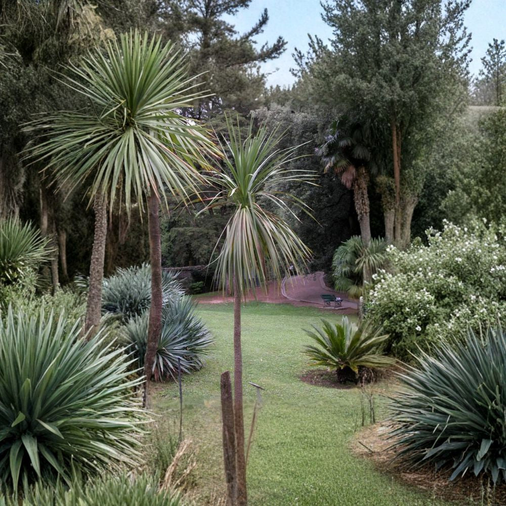 Blue Dracaena – Cordyline indivisa Seeds | 1800 Seeds | Rare New Zealand Evergreen | Dramatic Blue Foliage Landscape Plant