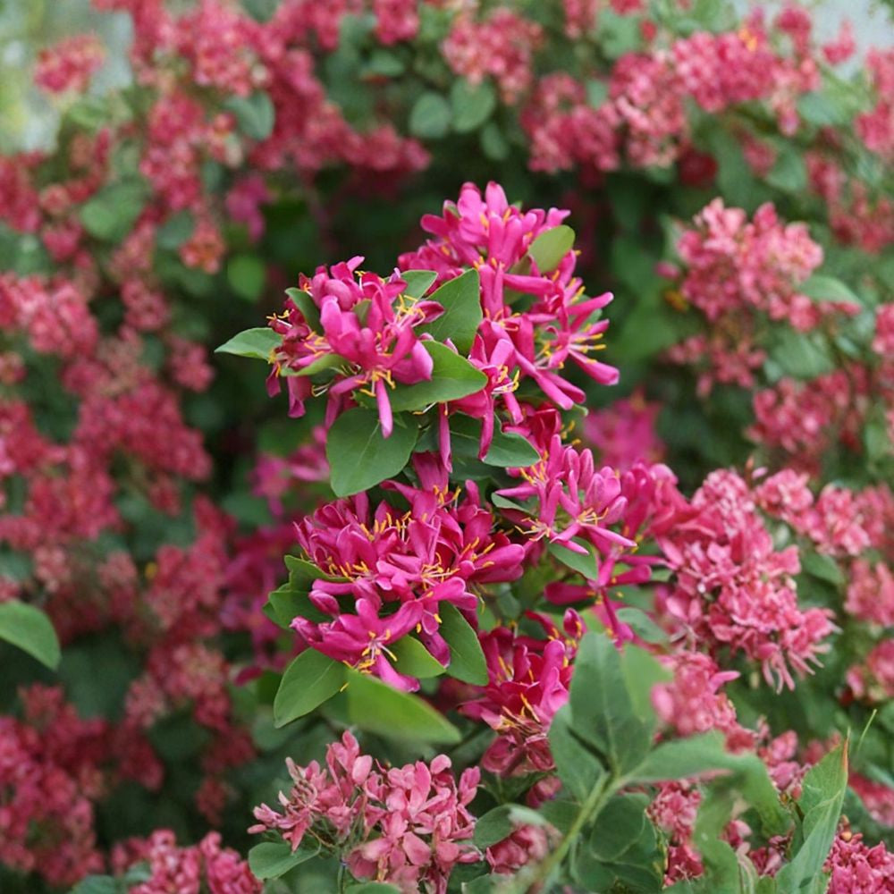 Arnold Red Tatarian Honeysuckle – Lonicera tatarica ‘Arnold Red’ Seeds | 20 Count | Fast Growing Pink Flowering Shrub | Hardy Wildlife Plant
