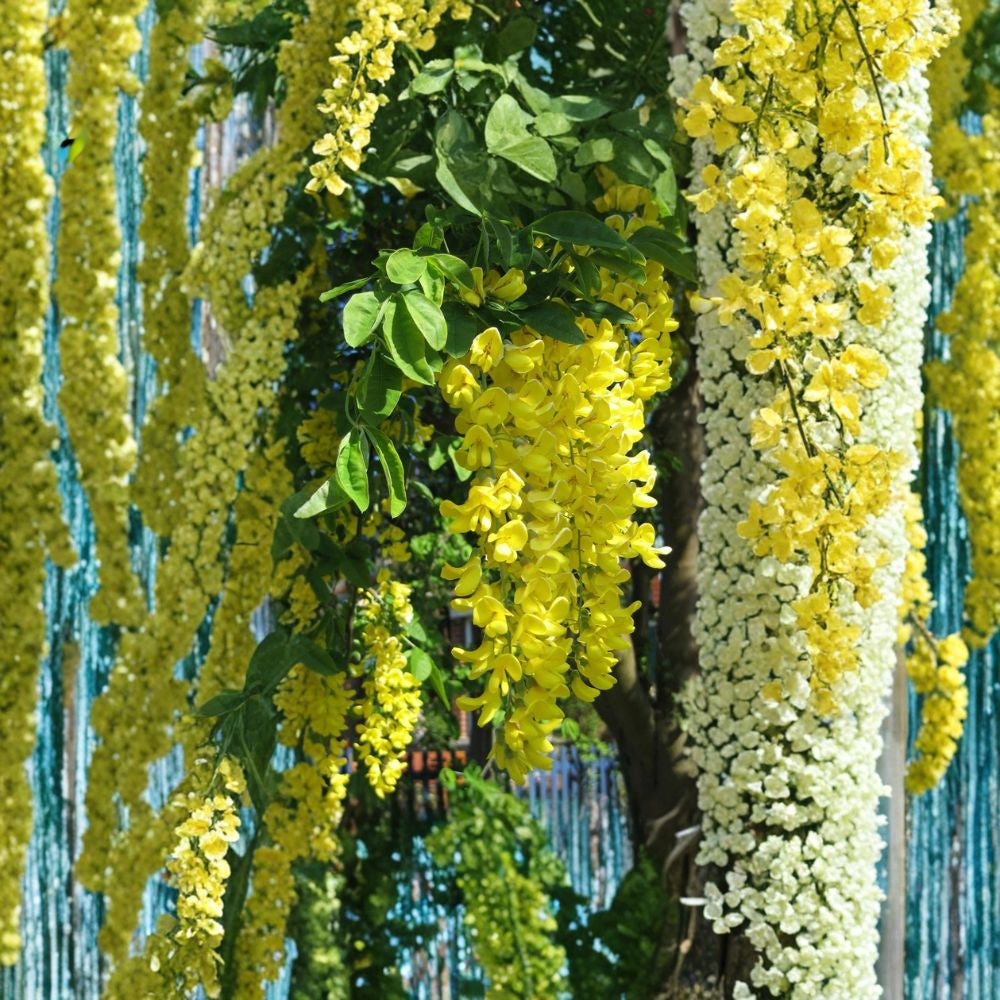 Golden Chain Tree – Laburnum anagyroides Seeds | 20 Count | Showy Yellow Flowering Tree | Arbor & Pergola Favorite