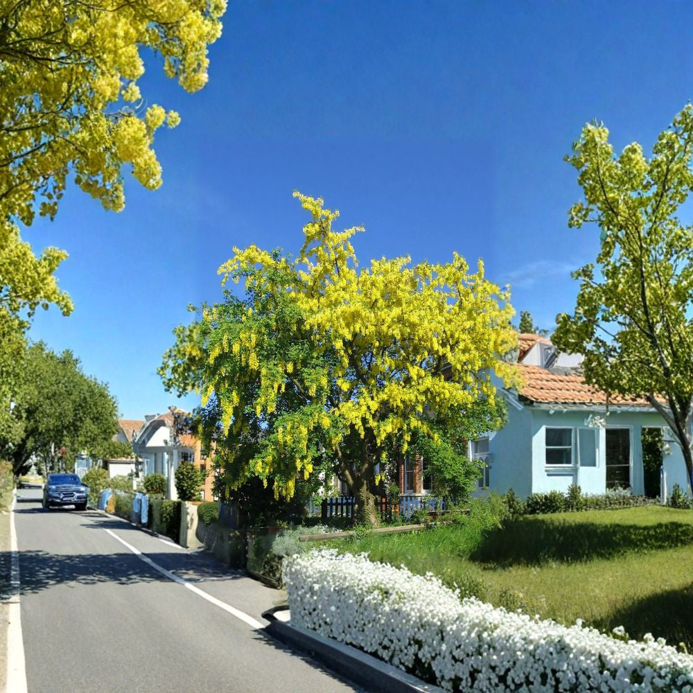 Golden Chain Tree – Laburnum anagyroides Seeds | 120 Count | Dramatic Yellow Spring Blooms | Ideal for Hedge, Arbor & Pergola