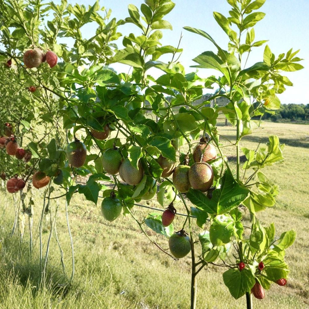 Purple Passion Fruit Vine – Passiflora edulis Seeds | 120 Seeds | Tropical Climbing Vine | Edible Fruit & Exotic Flowers | Fast Growing Trellis Plant