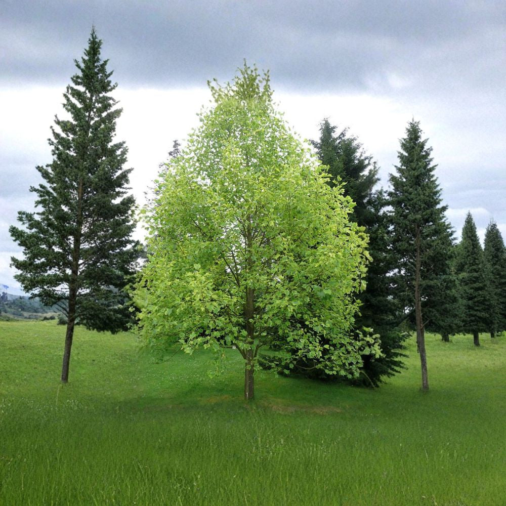 Tulip Tree – Liriodendron tulipifera Seeds | 60 Count | Fast Growing Shade Tree | Yellow Tulip Flowers | Cold Hardy Native Tree