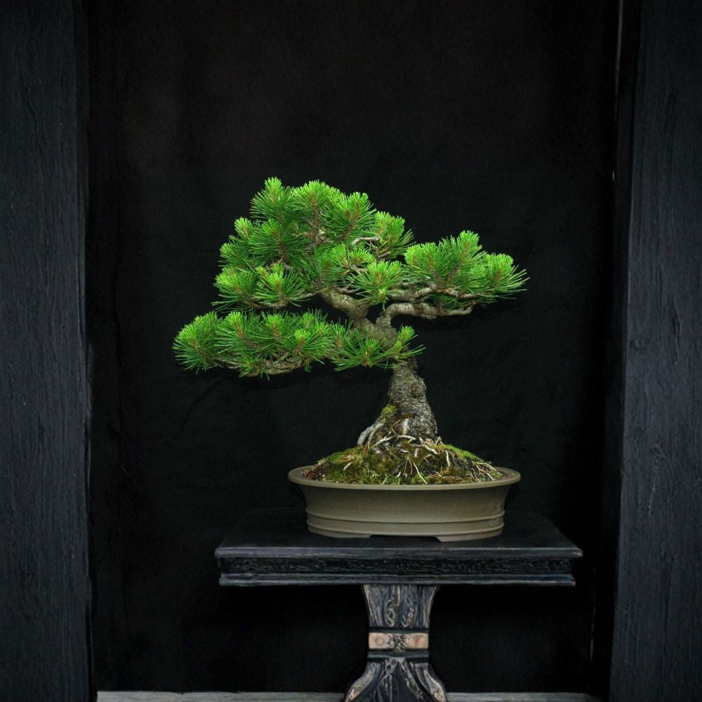 Mugo Pine – Pinus mugo ‘Montana’ Tree Seeds | 30 Seeds | Hardy Evergreen Conifer | Bonsai & Topiary Friendly | Cold & Drought Tolerant | Zone 2–8