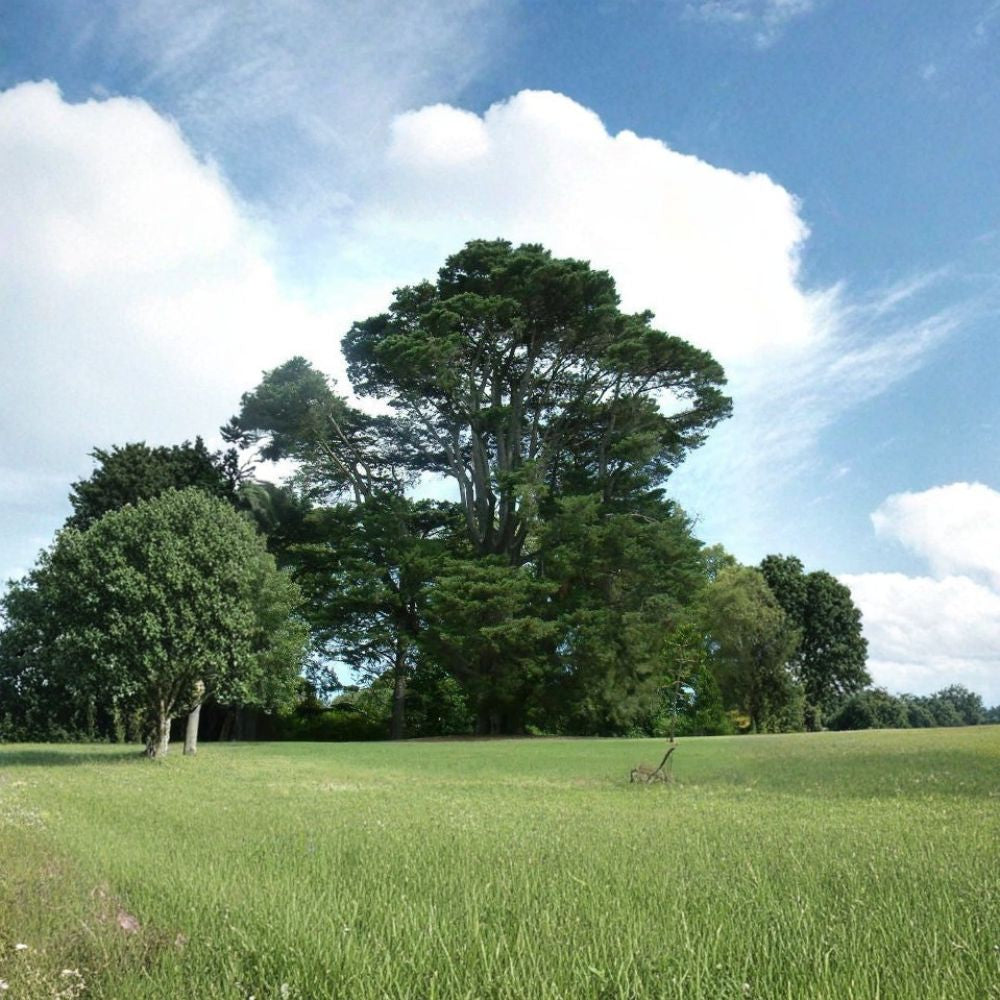 Monterey Cypress – Cupressus macrocarpa Seeds | 200 Count | Coastal Evergreen Windbreak & Hedge Tree
