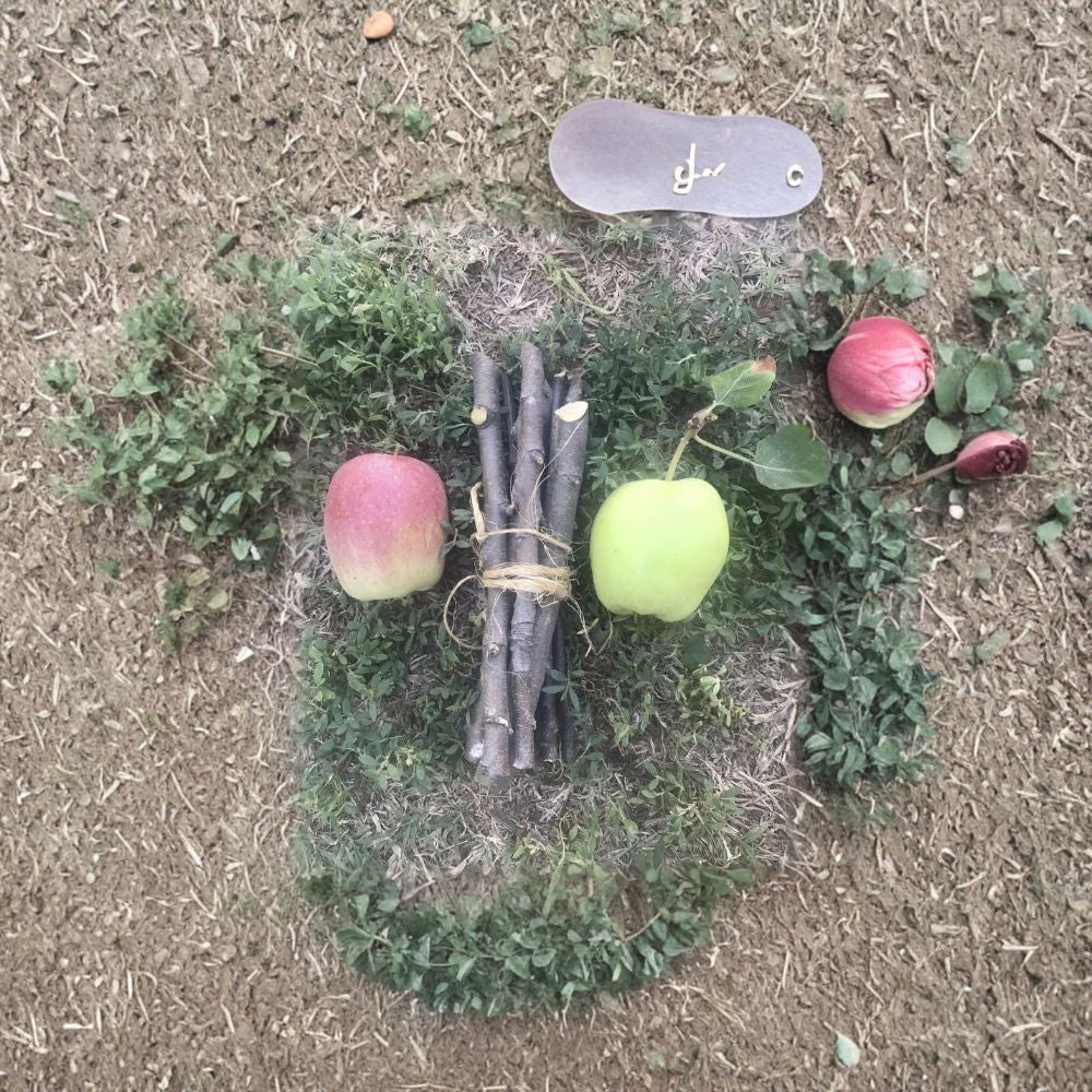 Apple Tree Cuttings – Fresh Organic Scions | 3 Pieces | Ideal for Grafting & Propagation | Garden Growing Starter
