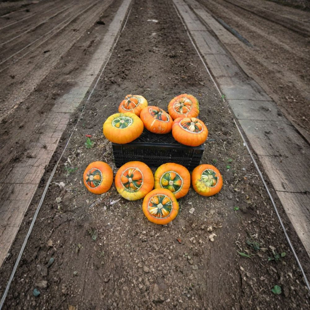 Turk’s Turban Squash – Cucurbita maxima Seeds | 30 Heirloom Seeds | Colorful Winter Squash for Cooking & Autumn Displays | Unique Turban-Shaped Pumpkin
