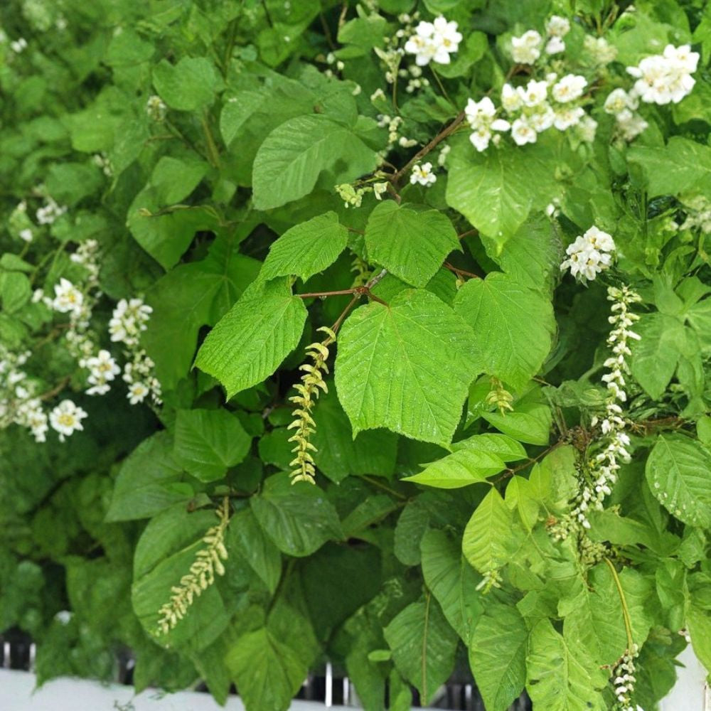 Manchurian Striped Maple Tree Seeds – Acer tegmentosum | 120 Seeds | Snake Bark Maple | Showy White Striped Bark | Hardy Shade Tree Bulk