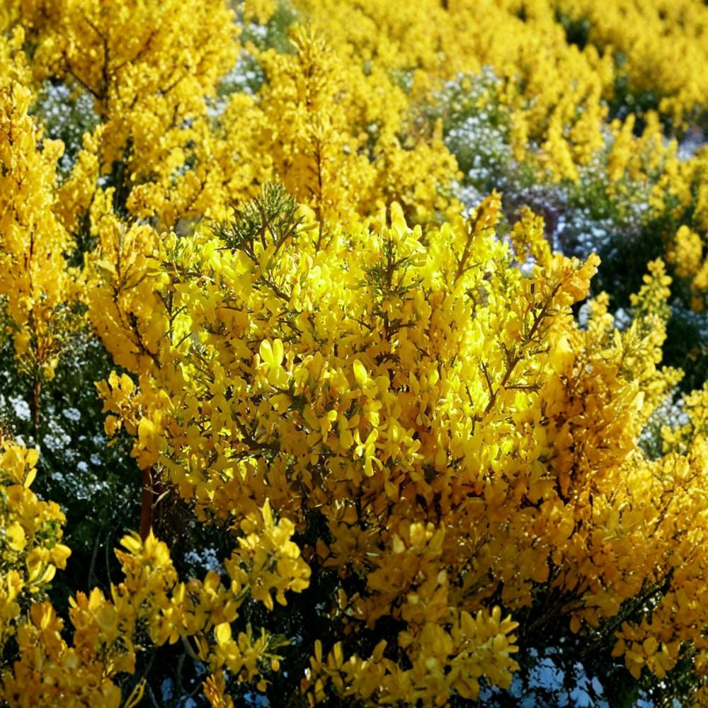 Yellowhorn – Xanthoceras sorbifolium Seeds | 24 Hardy Flowering Tree Seeds | Edible Nut Tree | Cold Tolerant Zones 4–7