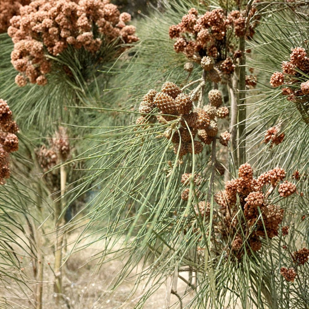 River She-Oak – Casuarina cunninghamiana Tree Seeds | 150 Seeds | Fast Growing Evergreen Windbreak | Heat & Salt Tolerant | Tropical Shade Tree | Zone 9–11