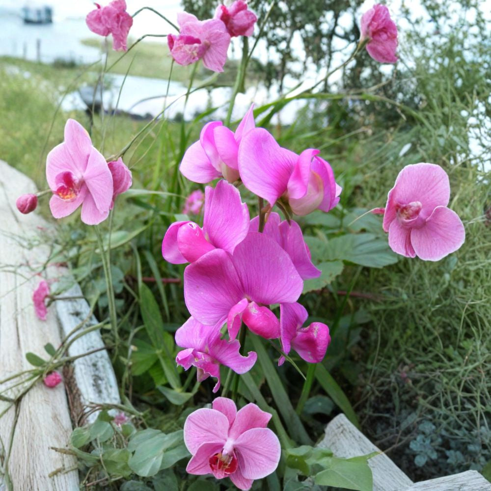 Everlasting Pea (Perennial Pea) – Lathyrus latifolius Seeds | 60 Showy Climbing Perennial Vine Seeds | Easy to Grow | Zones 3–8