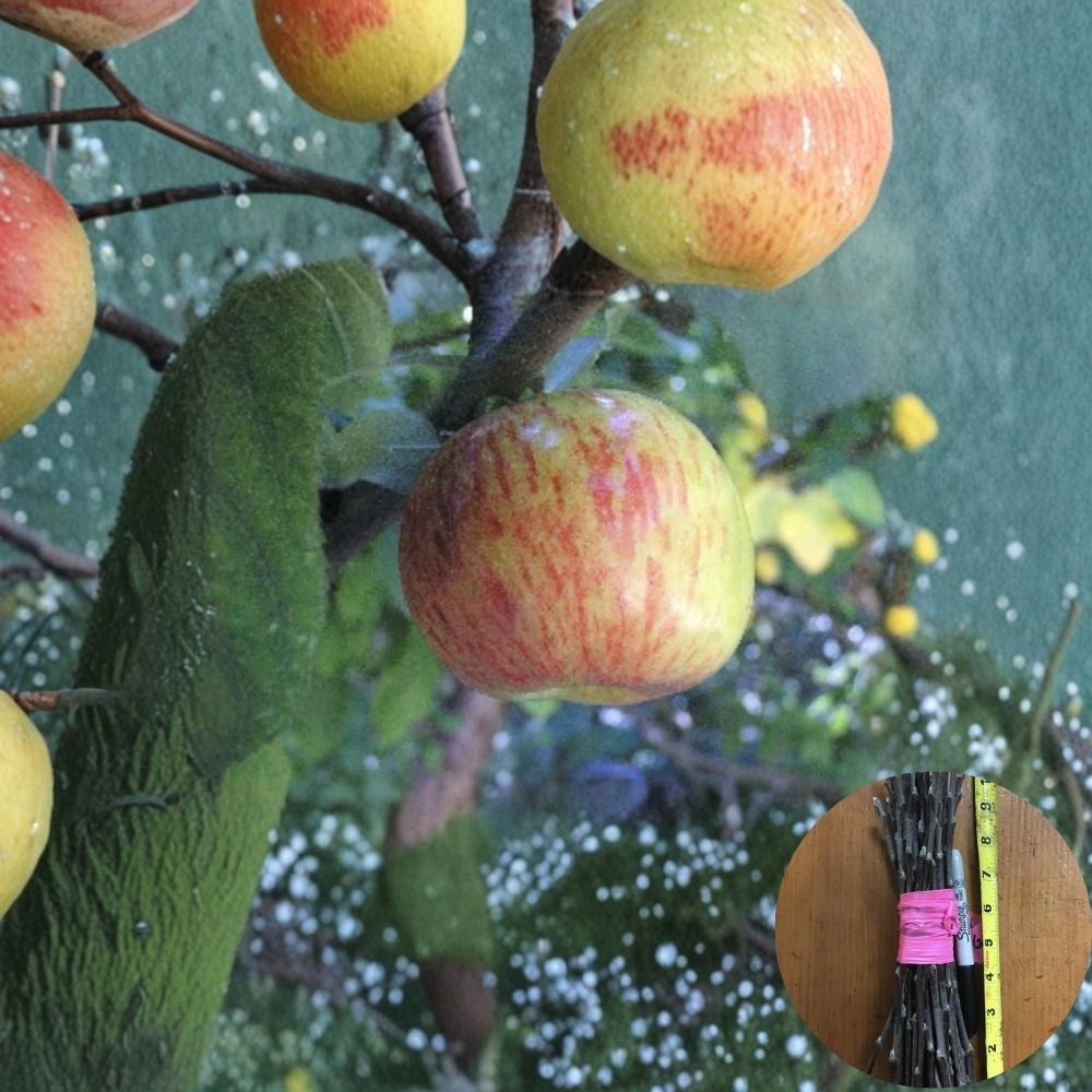 Gravenstein Apple Scion Wood – 3 Fresh Cuttings for Grafting | 6–8 Inches Long | Classic Tart Apple Variety | Fruit Tree Propagation
