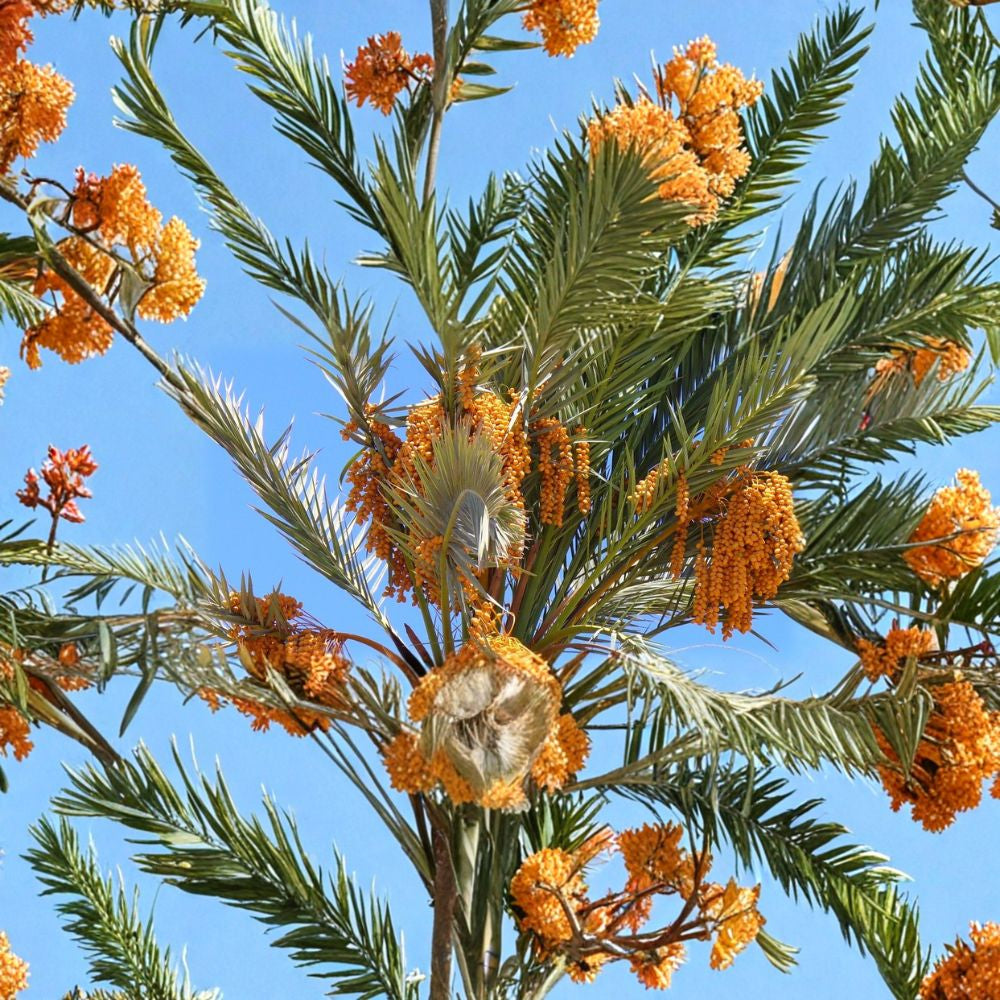 True Date Palm – Phoenix dactylifera Seeds | 5 Edible Date Palm Tree Seeds | Tropical Evergreen Palm | Heat & Drought Tolerant