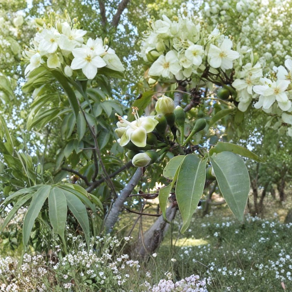 Kapok Tree (Silk Cotton Tree) – Ceiba pentandra Seeds | 480 Fast Growing Tropical Tree Seeds | Zones 9–11