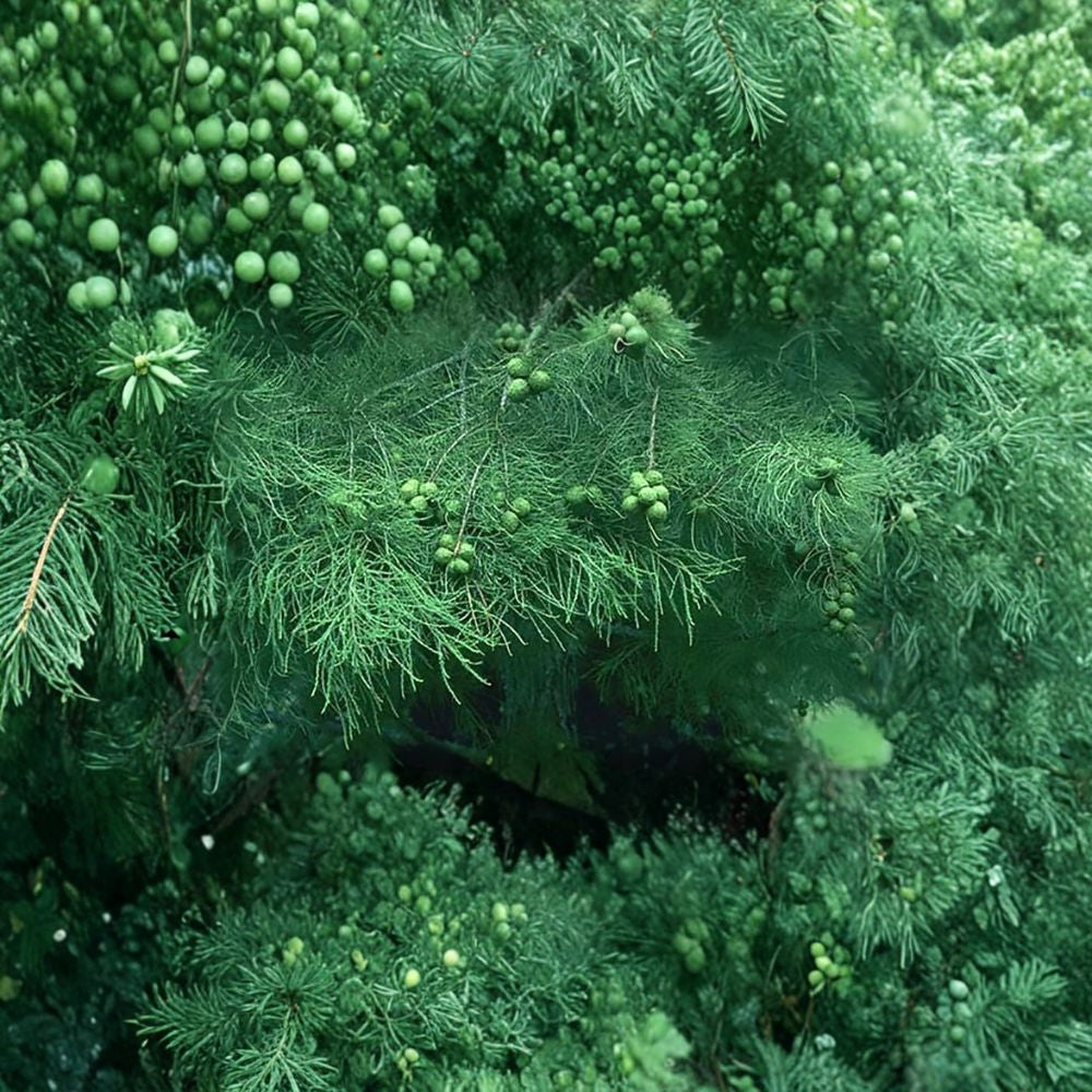 Bald Cypress – Taxodium distichum Tree Seeds | 120 Seeds | Hardy Deciduous Conifer | Fast Growing Shade Tree | Wet Soil Tolerant | Zone 4–8