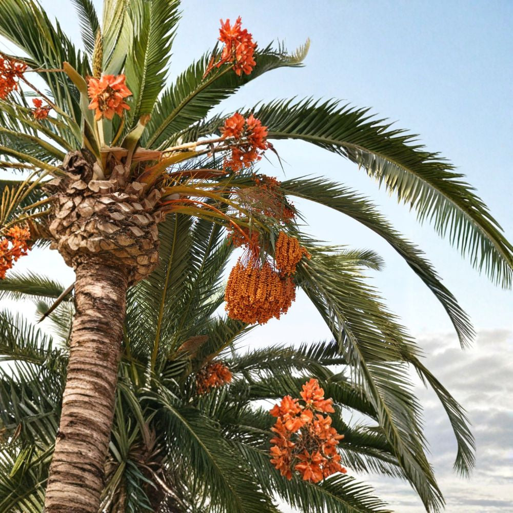 True Date Palm – Phoenix dactylifera Seeds | 15 Edible Date Palm Tree Seeds | Tropical Evergreen Palm | Heat & Drought Tolerant