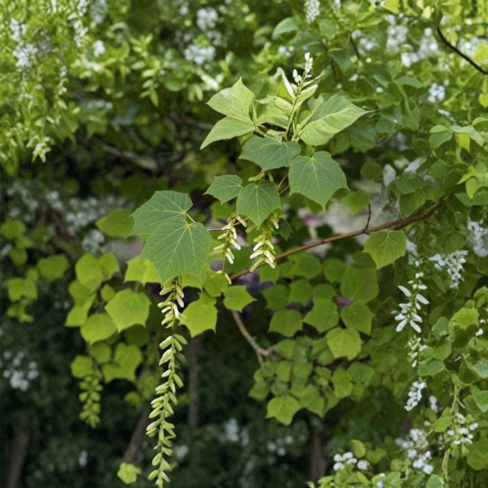 Manchurian Striped Maple Tree Seeds – Acer tegmentosum | 240 Seeds | Snake Bark Maple | Showy White Striped Bark | Hardy Shade Tree Bulk