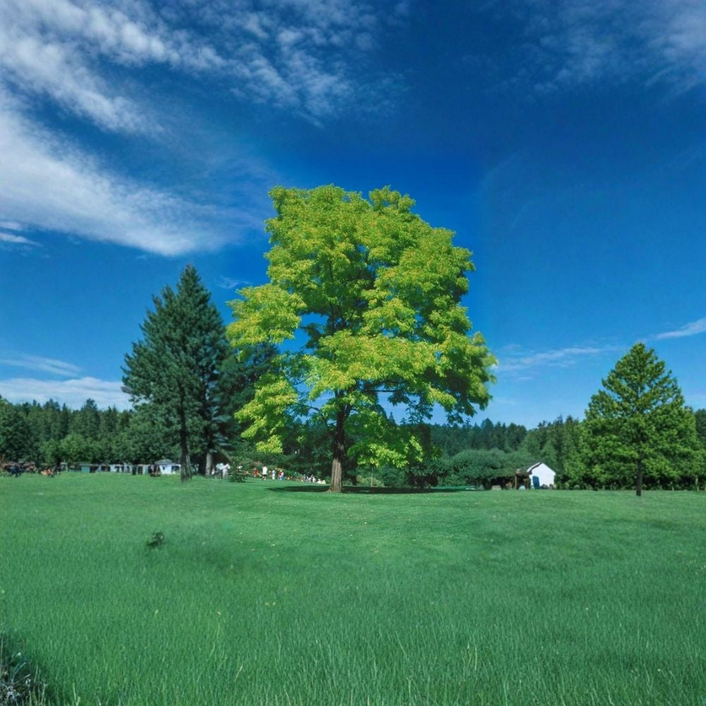 Tulip Tree – Liriodendron tulipifera Seeds | 240 Count | Fast Growing Shade Tree | Yellow Tulip Flowers | Cold Hardy Native Tree