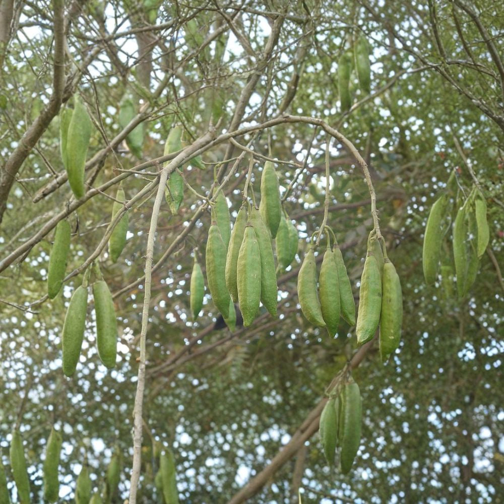 Kapok Tree (Silk Cotton Tree) – Ceiba pentandra Seeds | 960 Fast Growing Tropical Tree Seeds | Zones 9–11