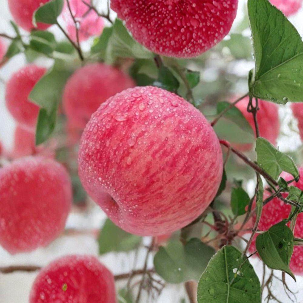 Japanese Rainbow Fuji Apple Tree – Malus domestica | 32 Inches Tall Bare Root | Striped Fuji Apple Variety | Premium Fruit Tree