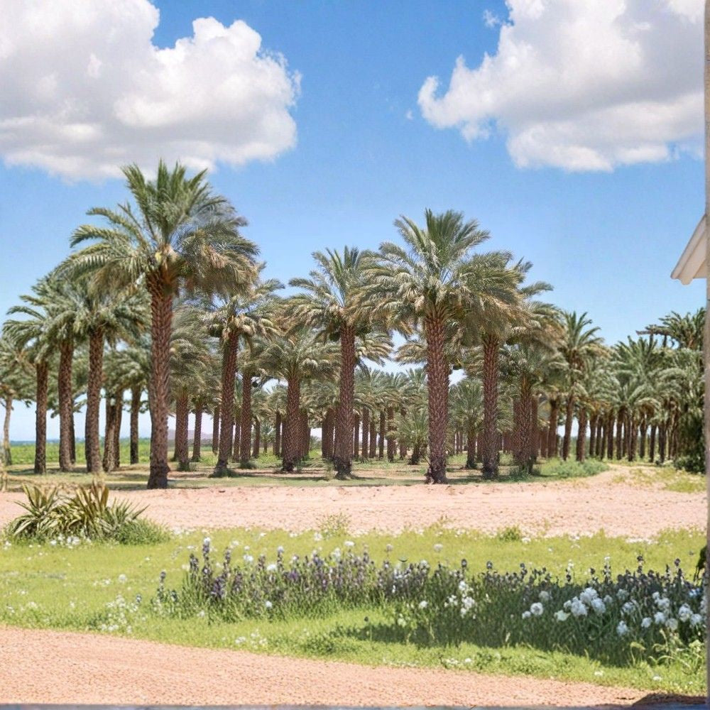 True Date Palm – Phoenix dactylifera Seeds | 60 Edible Date Palm Tree Seeds | Tropical Evergreen Palm | Heat & Drought Tolerant