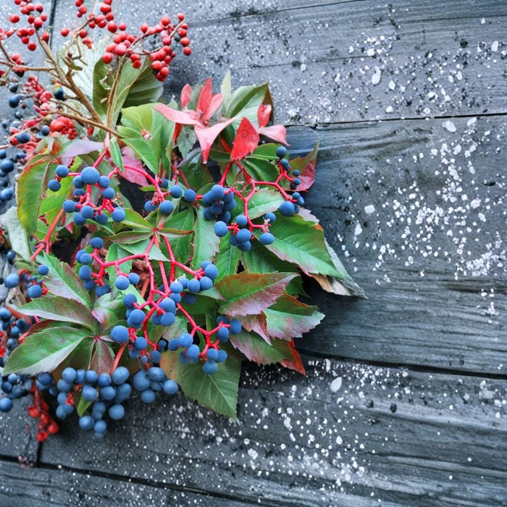 Virginia Creeper – Parthenocissus quinquefolia Seeds | 60 Fast Growing Climbing Vine Seeds | Brilliant Red Fall Foliage | Hardy Wildlife Vine