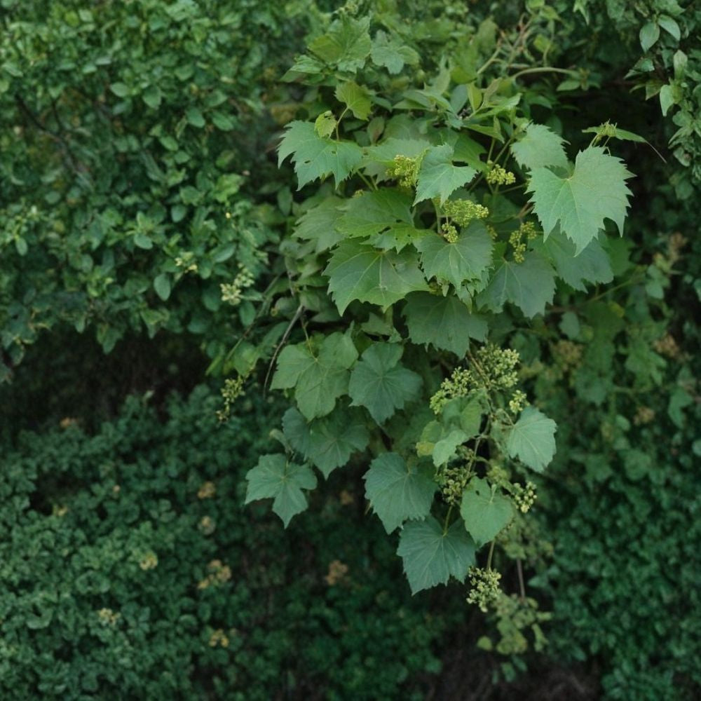 Riverbank Grape – Vitis riparia Vine Seeds | 120 Seeds | Hardy Native Cold-Tolerant Climbing Vine | Edible Fruit | Wildlife Friendly | Easy to Grow