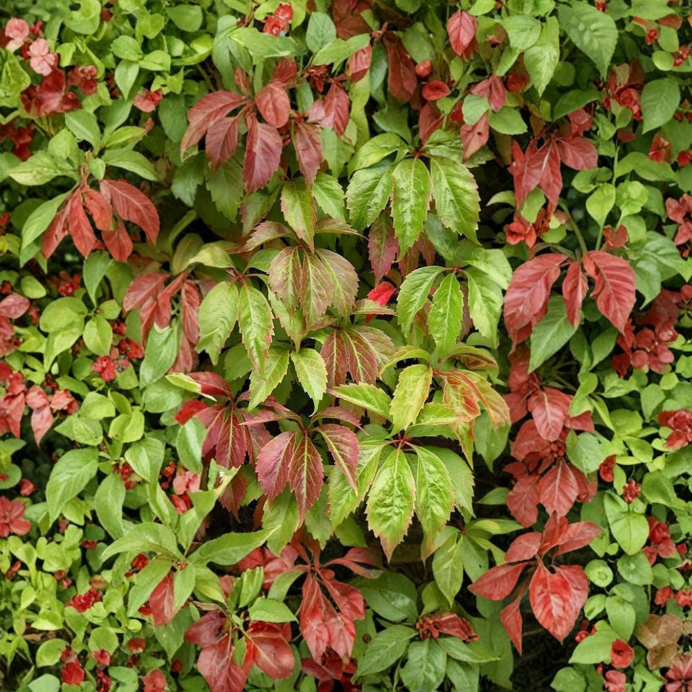 Virginia Creeper – Parthenocissus quinquefolia Seeds | 240 Fast Growing Climbing Vine Seeds | Brilliant Red Fall Foliage | Hardy Wildlife Vine