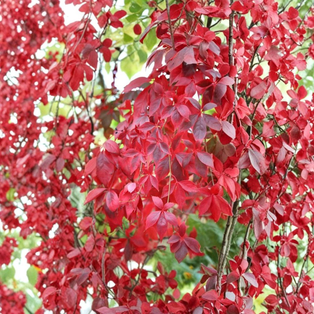Virginia Creeper – Parthenocissus quinquefolia Seeds | 480 Fast Growing Climbing Vine Seeds | Brilliant Red Fall Foliage | Hardy Wildlife Vine