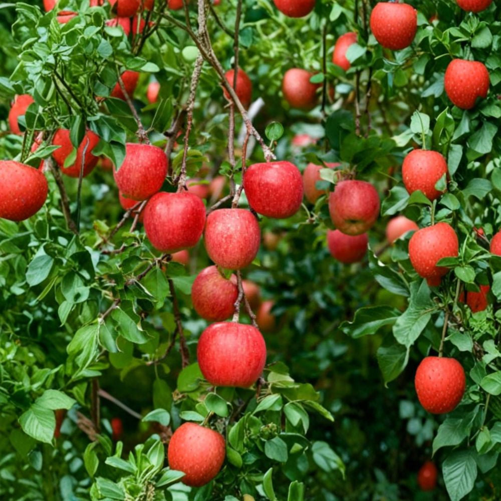 Winesap Apple Tree – Malus domestica Live Plant | 2–3 Feet Tall | Bare Root Apple Tree | Backyard Orchard Fruit Tree