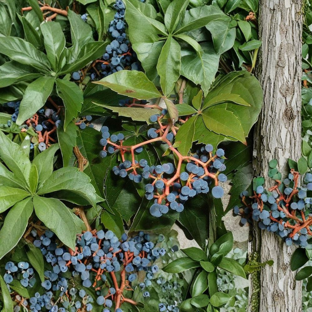 Virginia Creeper – Parthenocissus quinquefolia Seeds | 1120 Fast Growing Climbing Vine Seeds | Brilliant Red Fall Foliage | Hardy Wildlife Vine