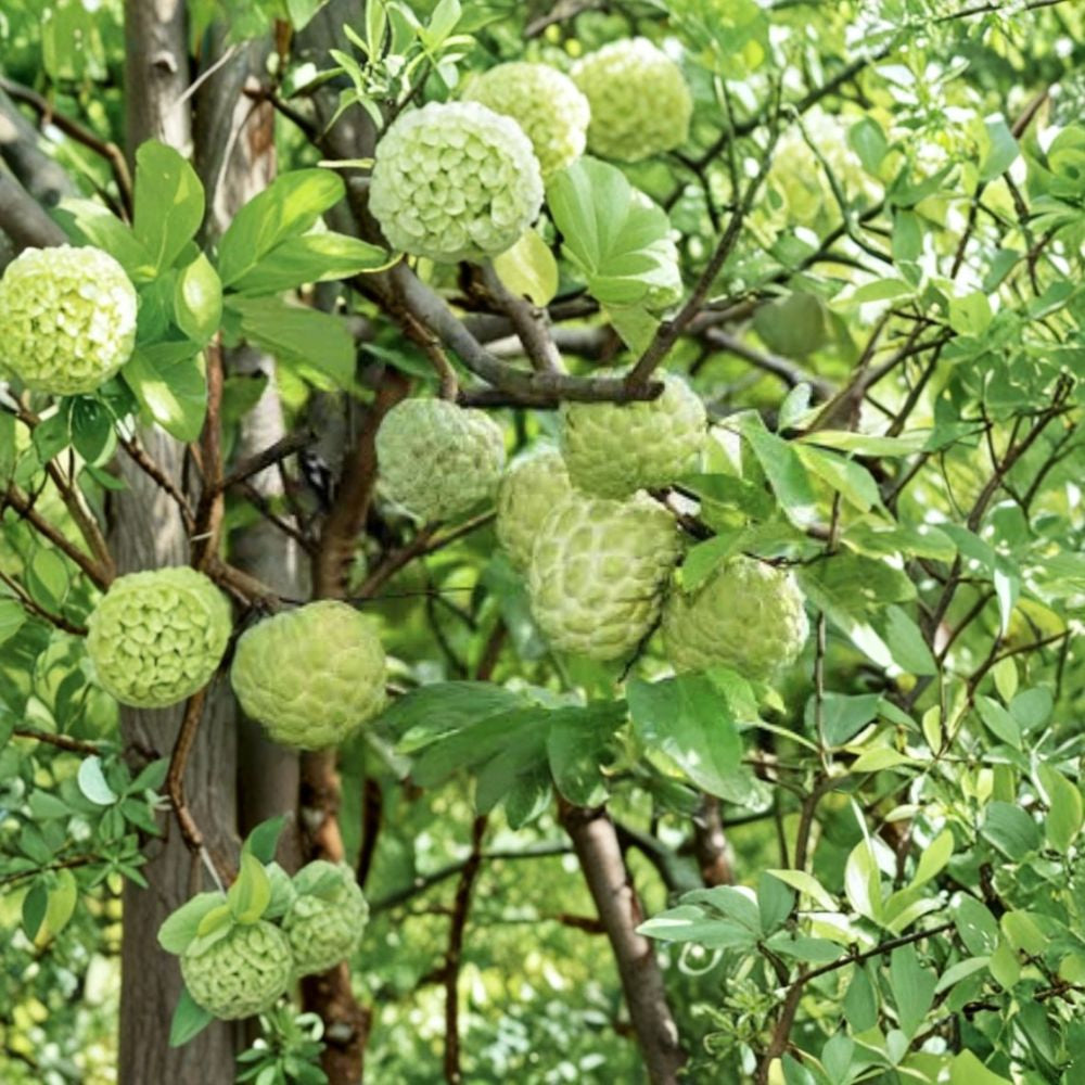 Sugar Apple Na Dai – Annona squamosa Live Seedling | 5–10 Inches Tall | Tropical Sweetsop Fruit Tree | Rare Fruit Plant