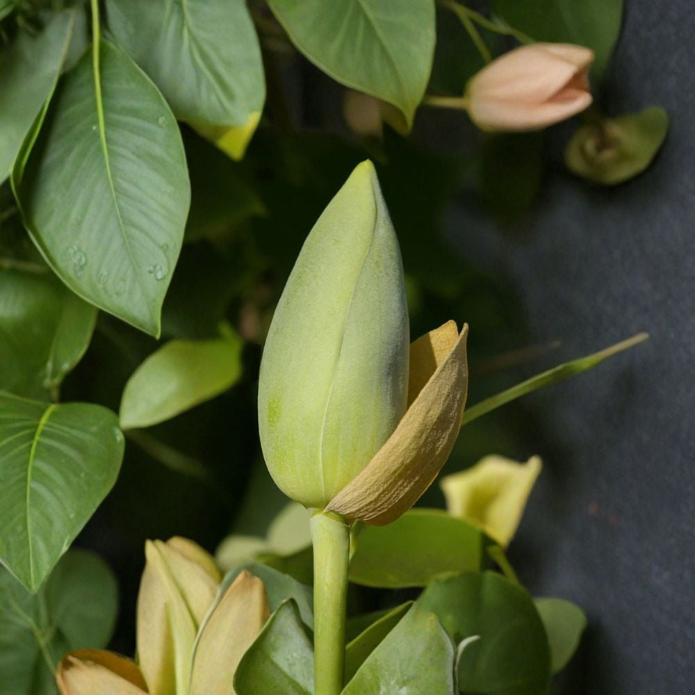 Tulip Tree – Liriodendron tulipifera Seeds | 480 Count | Fast Growing Shade Tree | Yellow Tulip Flowers | Cold Hardy Native Tree