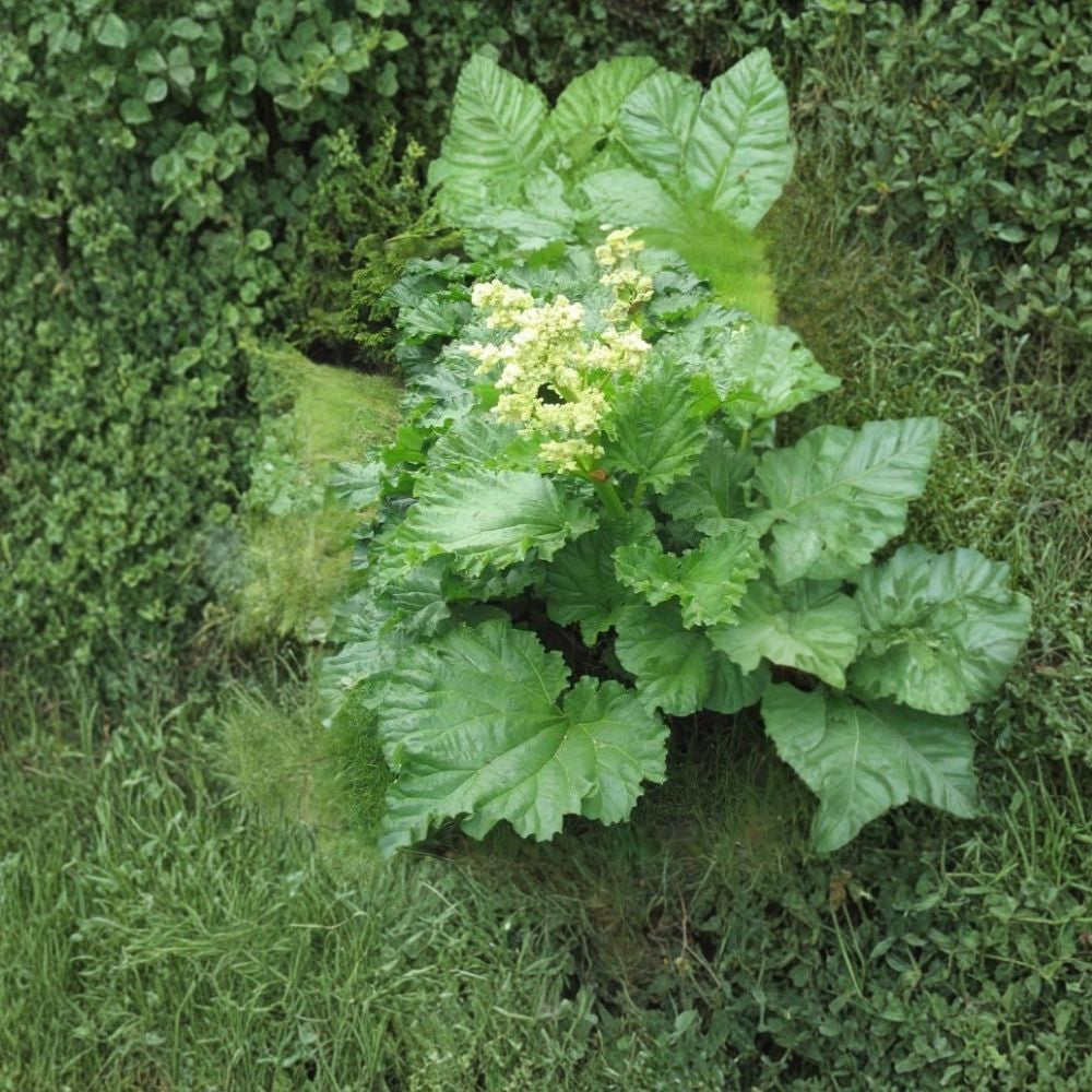 Victoria Rhubarb – Rheum rhabarbarum “Victoria” Seeds | 300 Seeds | Hardy Perennial Vegetable | Fast Growing | Edible Stalks | Cold Tolerant