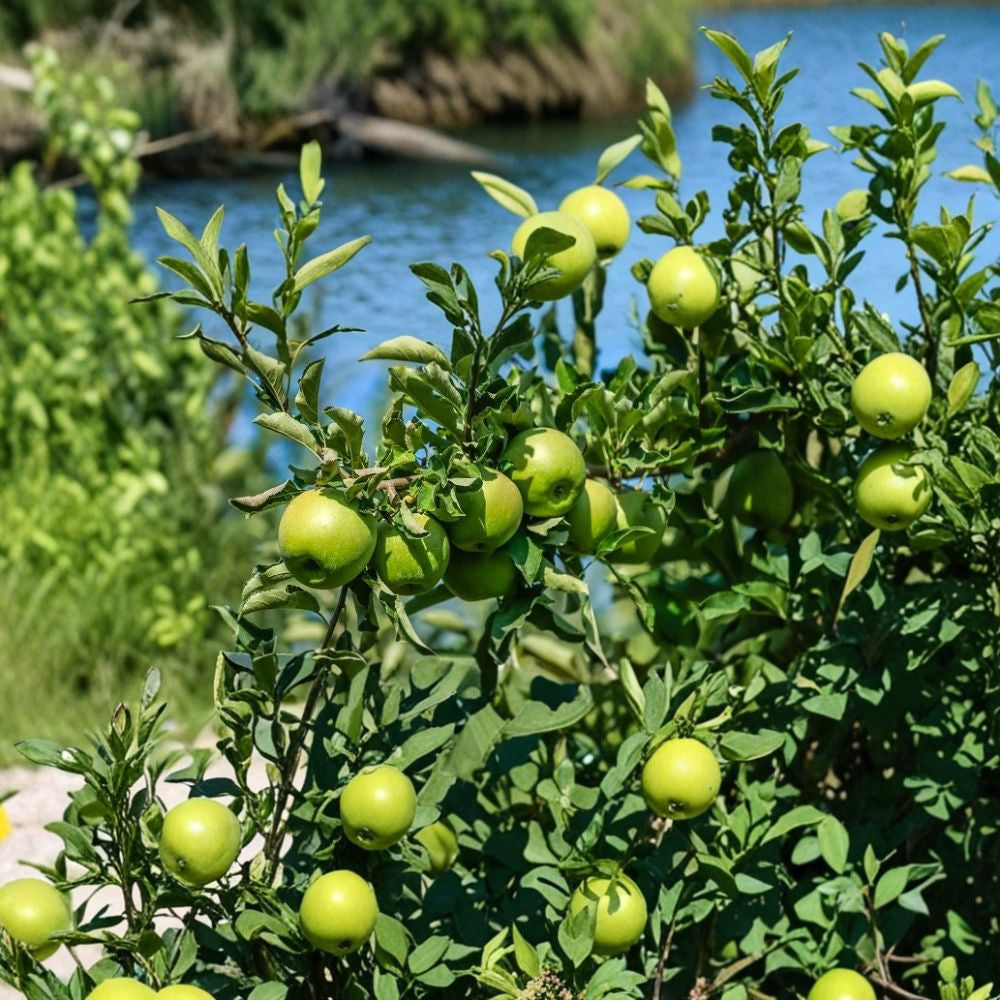 Granny Smith Apple Tree – Malus domestica Live Rooted Plant | Up to 2.5 Feet Tall | Green Apple Fruit Tree | Backyard Orchard Starter