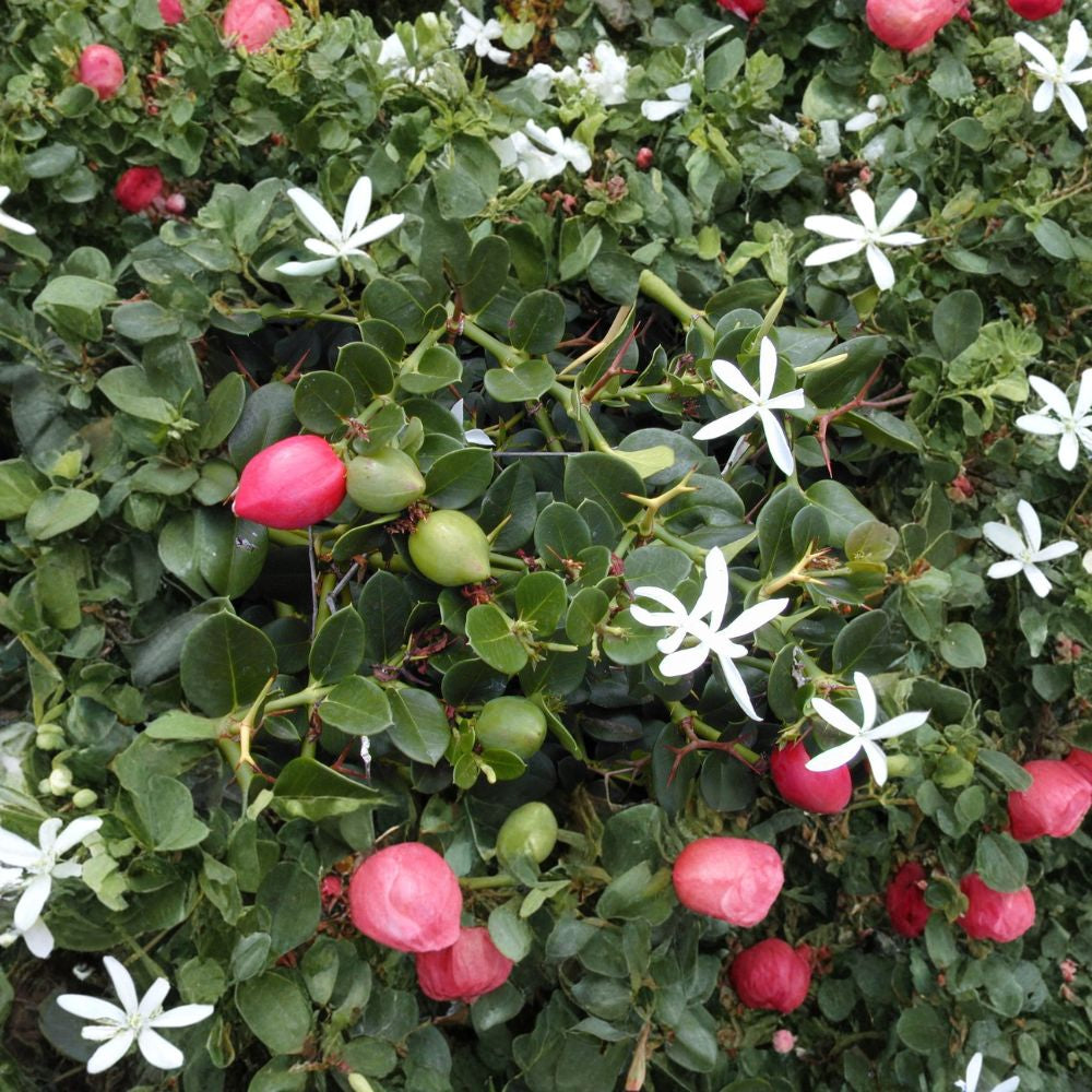 Natal Plum – Carissa macrocarpa Seeds | 5 Seeds | Evergreen Edible Shrub | Fragrant White Flowers | Tropical Hedge Plant