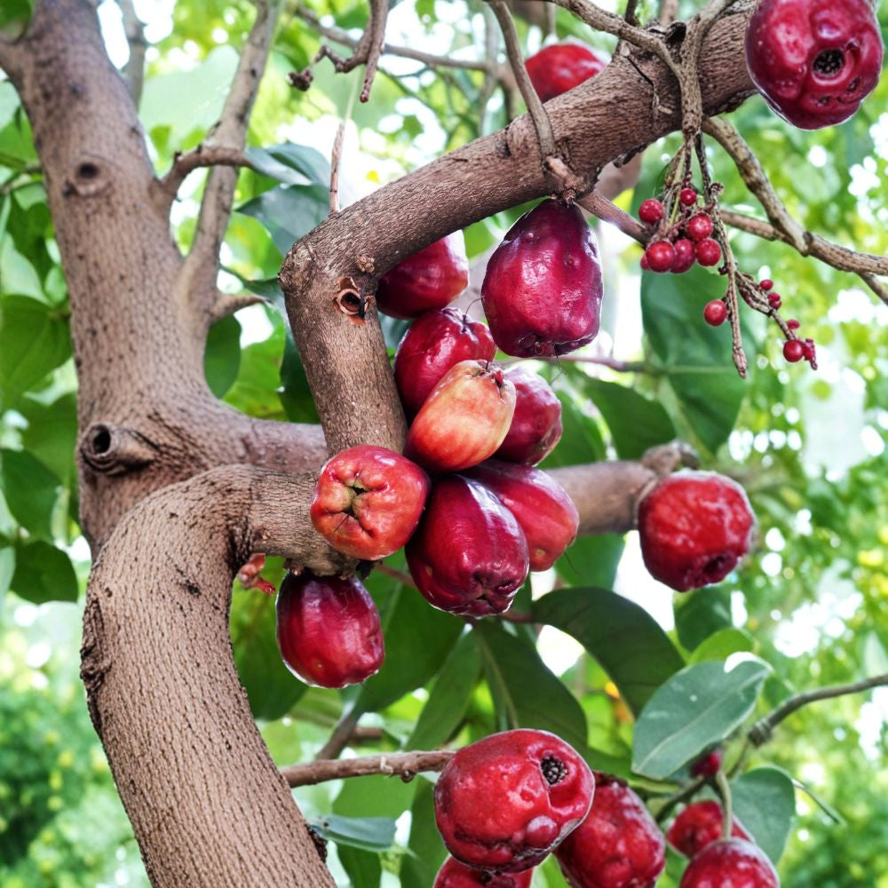 Jamaican Otaheite Mountain Apple – Syzygium malaccense Live Seedling | 3–6 Inches Tall | Tropical Water Apple Tree | Rare Fruit Plant