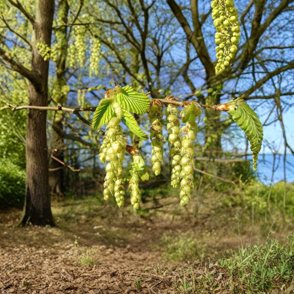 European Hornbeam – Carpinus betulus Tree Seeds | 240 Seeds | Hardy Privacy Hedge Tree | Cold Tolerant | Fall Color Landscape Tree
