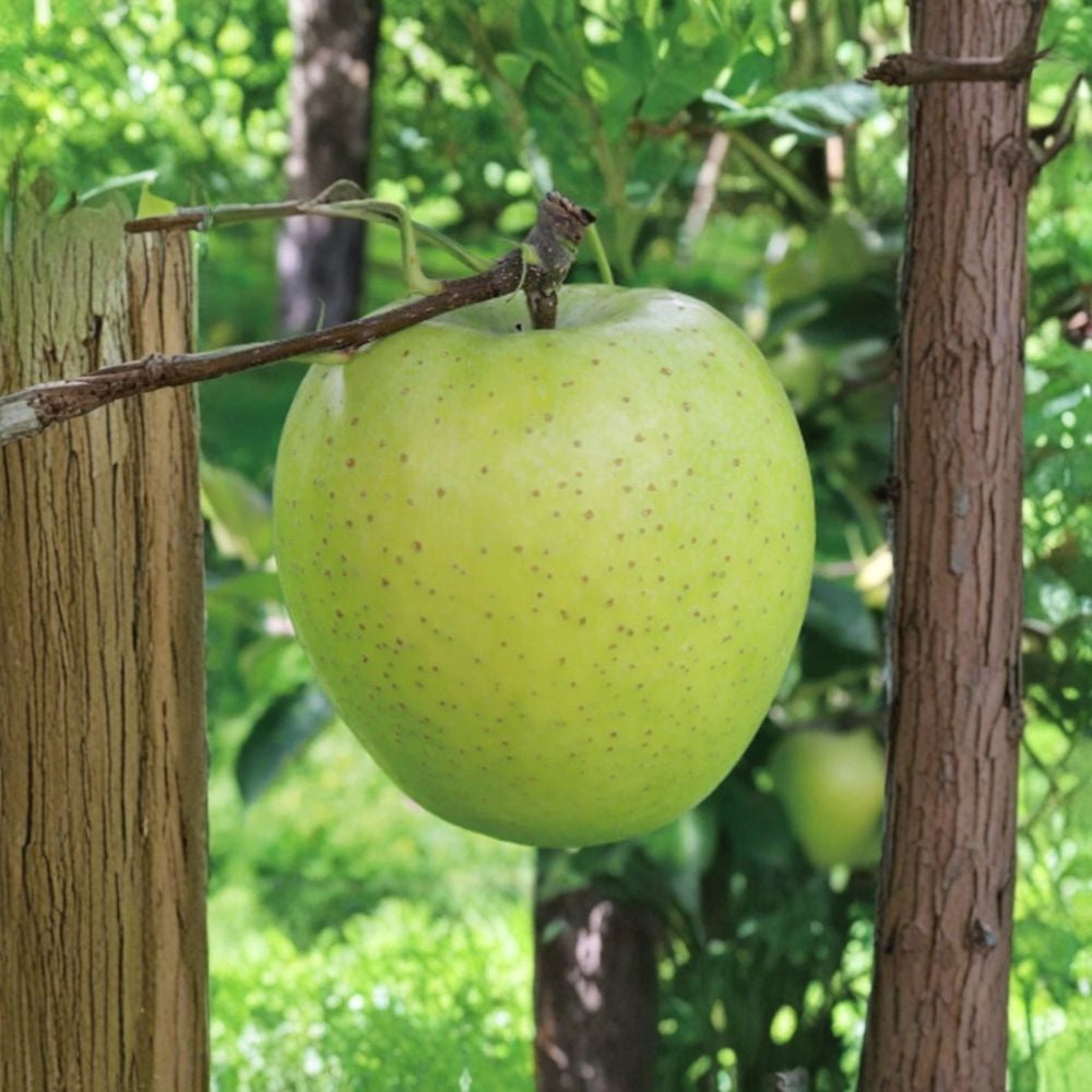 Japanese Aomori Orin Apple Tree – Malus domestica Live Bare Root | 32 Inches Tall | Green Dragon Apple | Premium Japanese Variety
