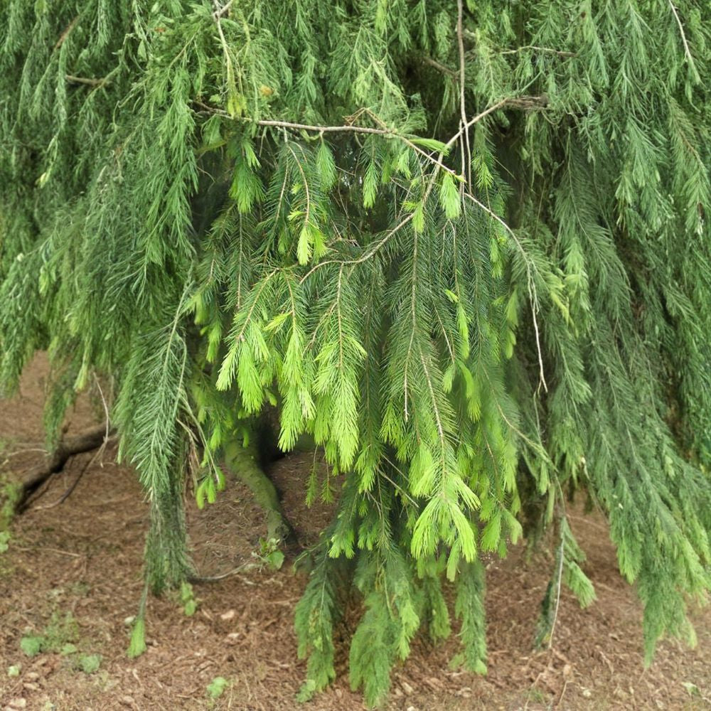 Himalayan Spruce – Picea smithiana (Morinda Spruce) Tree Seeds | 1,600 Seeds | Evergreen Conifer | Weeping Form | Cold Hardy