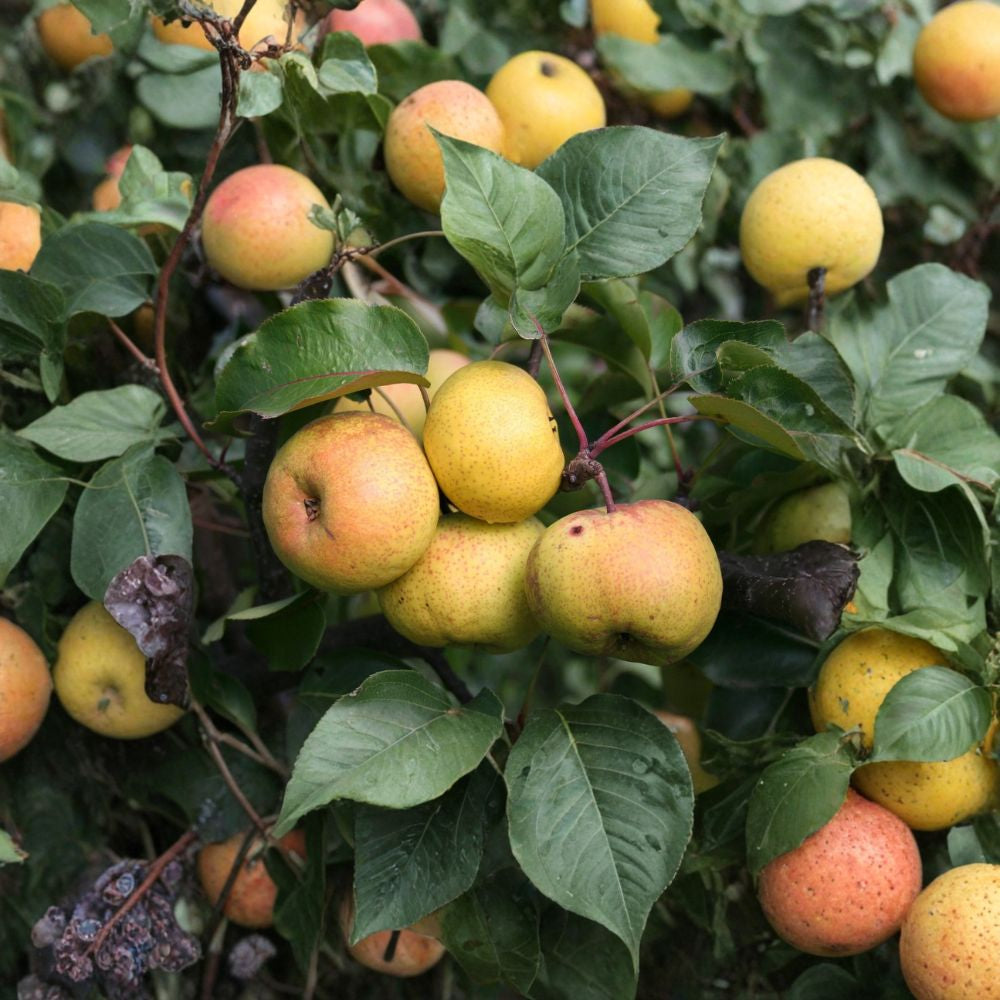 Chinese Pear (Ussurian Pear) – Pyrus ussuriensis Tree Seeds | 10 Seeds | Hardy Fast-Growing Edible Fruit Tree