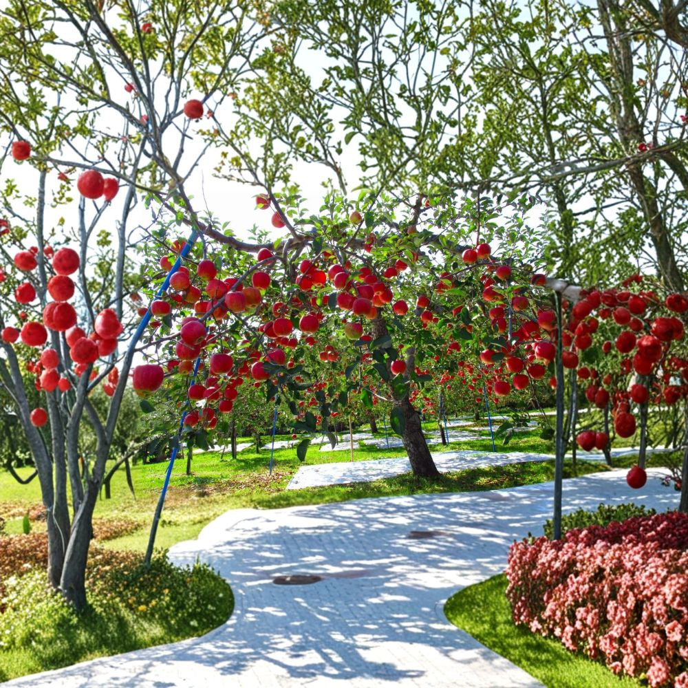 Fuji Apple Trees – Malus domestica Live Bare Root | Set of 2 Trees | 18–24 Inches Tall | Sweet Apple Orchard Starter