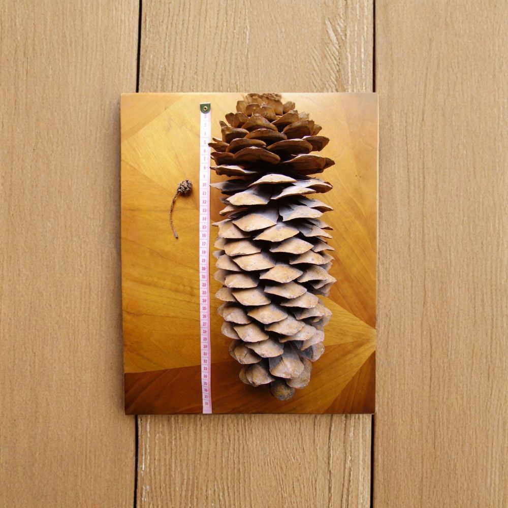 Sugar Pine – Pinus lambertiana Seeds | 60 Seeds | King of Pines | Giant Pine Cones | Fragrant Evergreen Tree