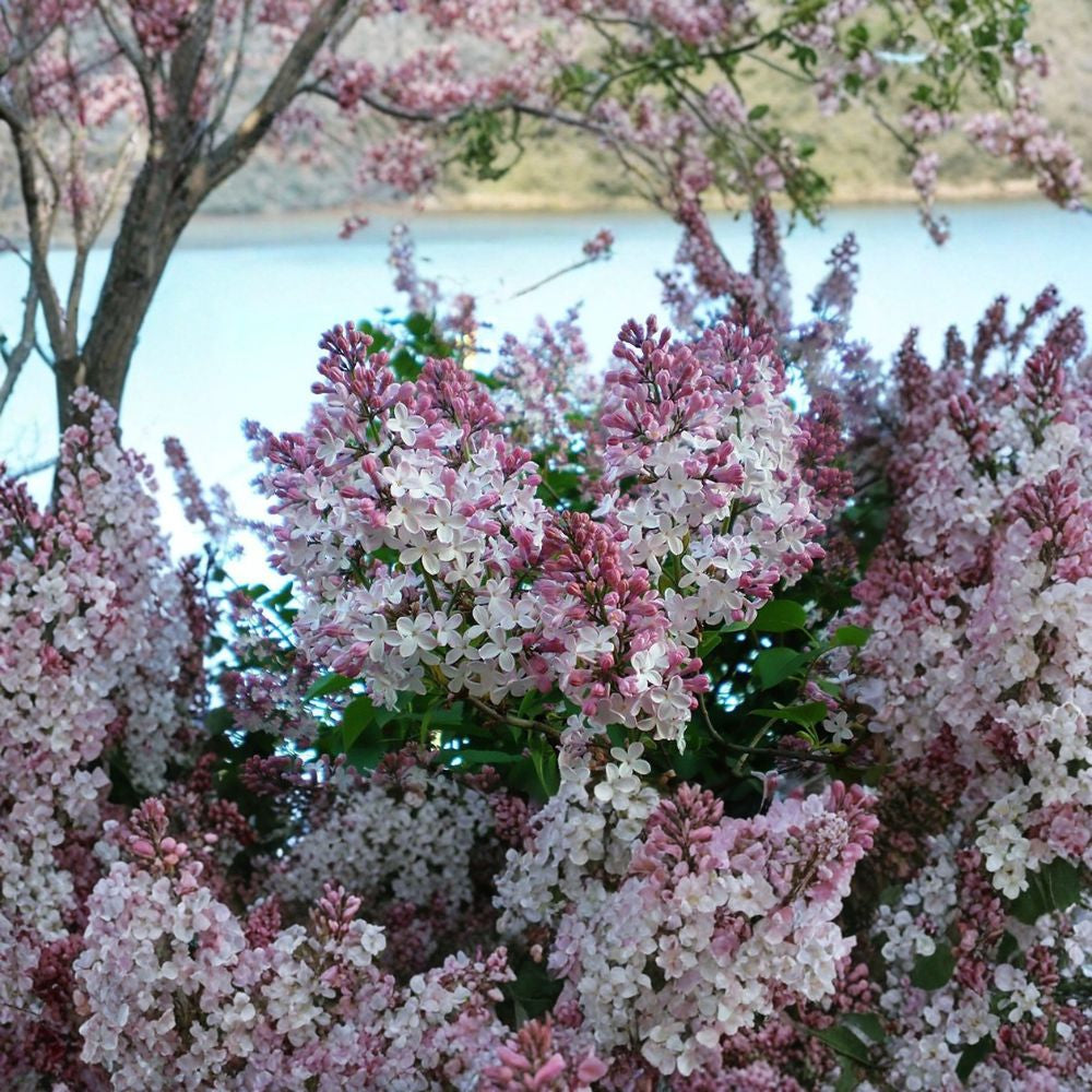 French Lilac – Syringa vulgaris Seeds | 30 Seeds | Fragrant Hardy Shrub | Showy Spring Blooms | Cold Tolerant