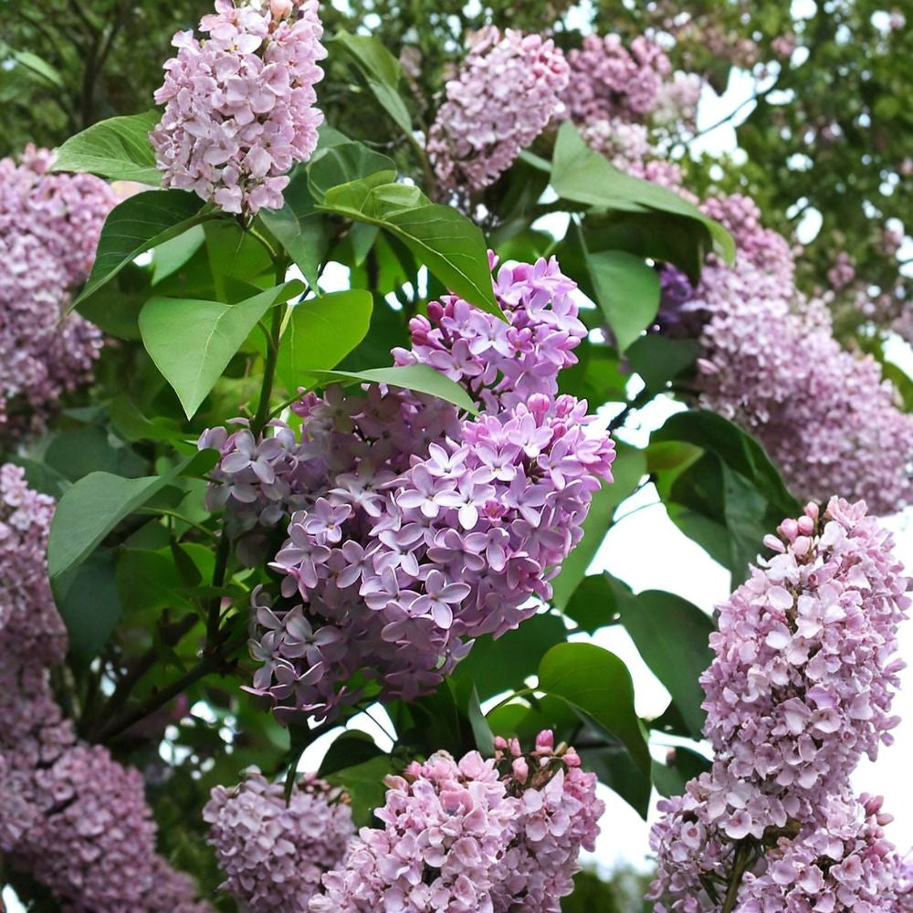 French Lilac – Syringa vulgaris Seeds | 100 Seeds | Fragrant Hardy Shrub | Showy Spring Blooms | Cold Tolerant