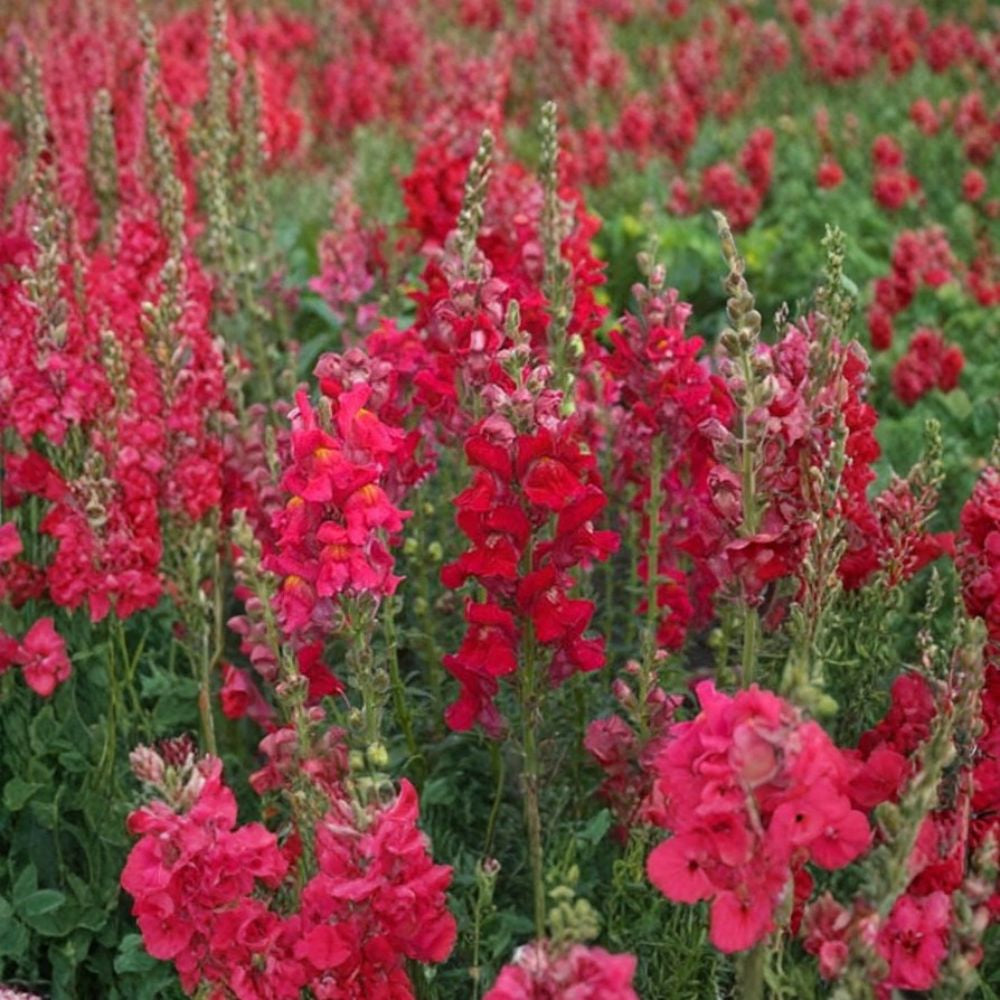 Snapdragon Seeds – 1,000 Count | Antirrhinum majus Maximum | Mixed Colors | Tall Cut Flower Variety