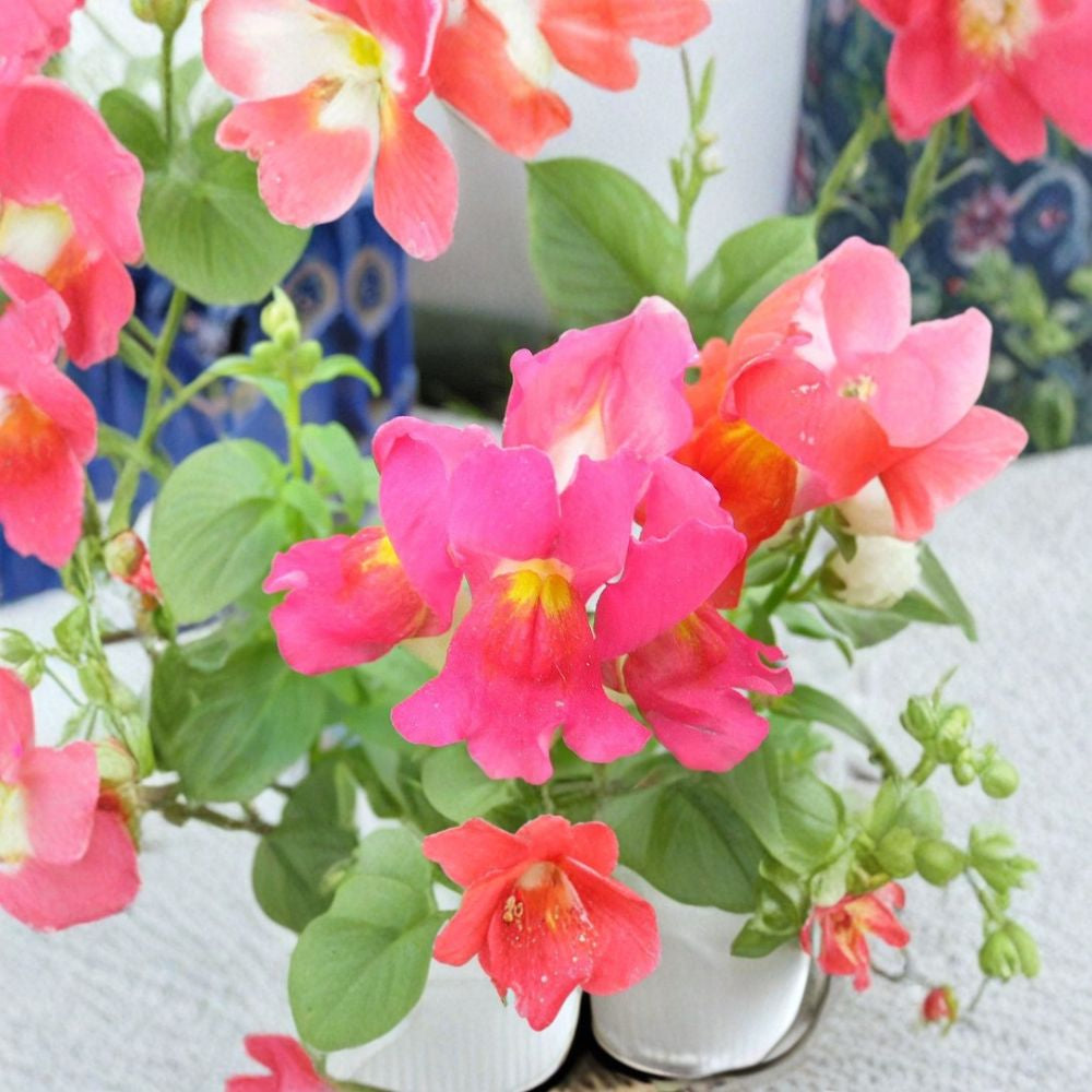 Snapdragon Seeds – 2,000 Count | Antirrhinum majus Maximum | Mixed Colors | Tall Cut Flower Variety
