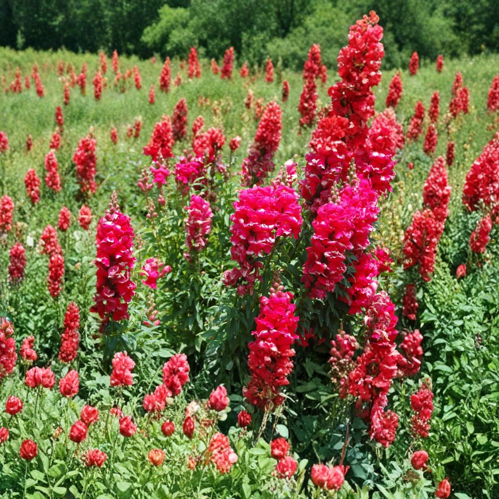 Snapdragon Seeds – 8,000 Count | Antirrhinum majus Maximum | Mixed Colors | Commercial Bulk Flower Seed